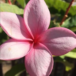 Meet your Posher, Bella